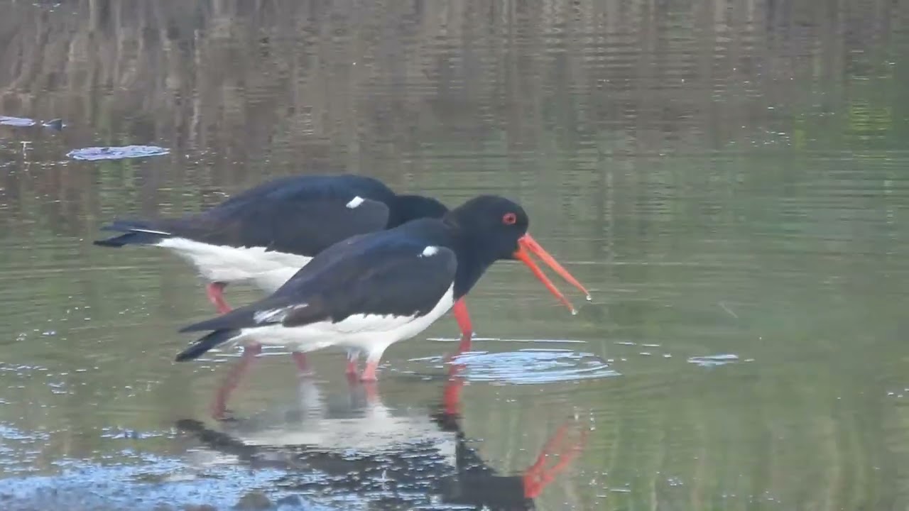Scholekster / Eurasian Oystercatcher - Anzegem (Belgium) - 25/07/2025