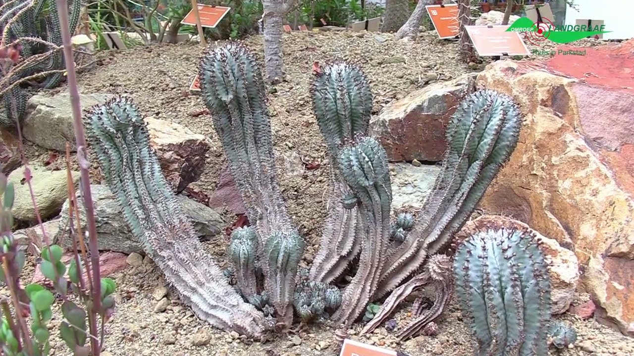 Seizoensopening Botanische Tuin Kerkrade