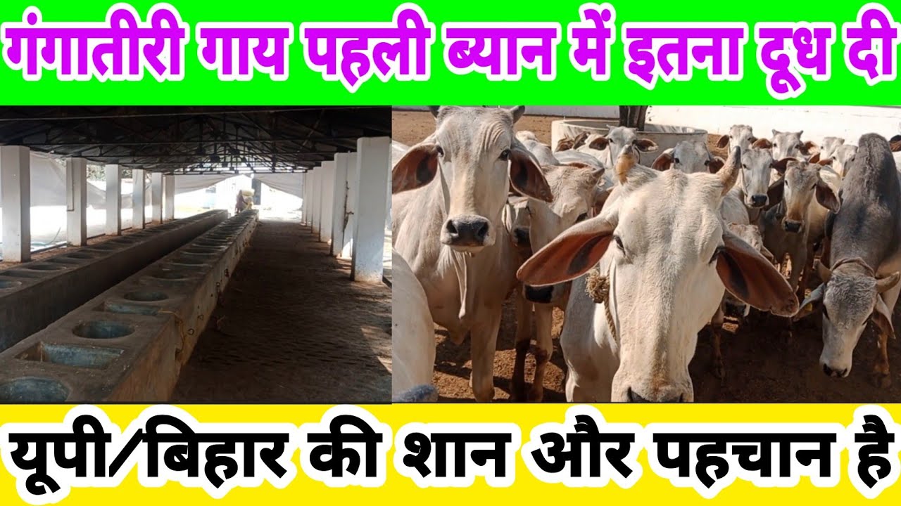 गंगातीरी गाय यूपी/बिहार की पहचान/gangatiri cow/gangatiri calf/gangatiri bull/desi cow/dairy farm up