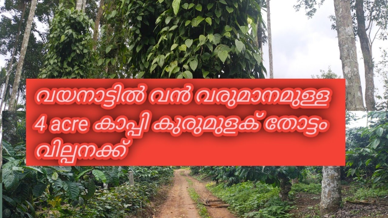 #WAYANAD# van വരുമാനം ഉള്ള 4 acre കാപ്പി കുരുമുളക് തോട്ടം റിസോർട്ടിനും PERFECT  9495365730ചെറിയ VILA