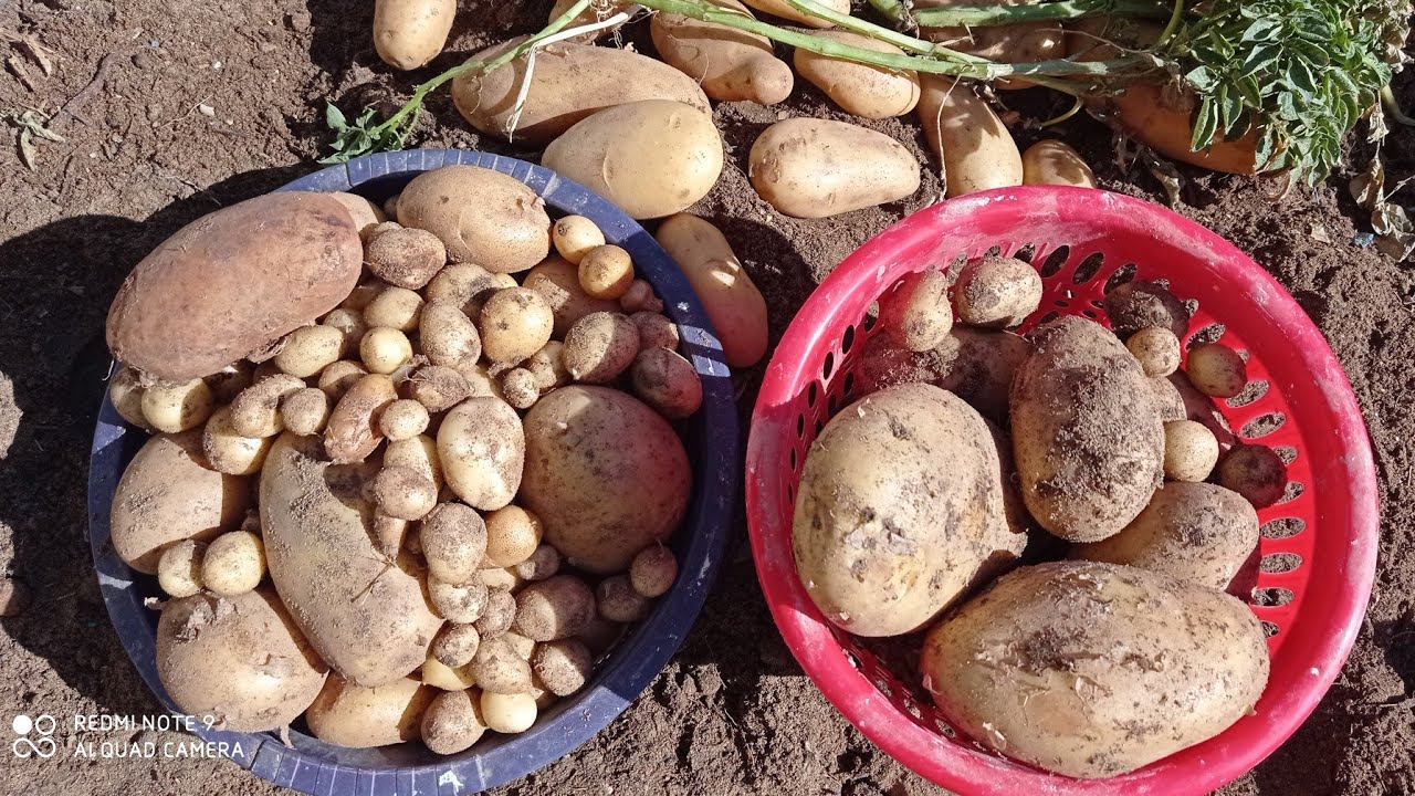 حصاد محصول البطاطس في أكياس