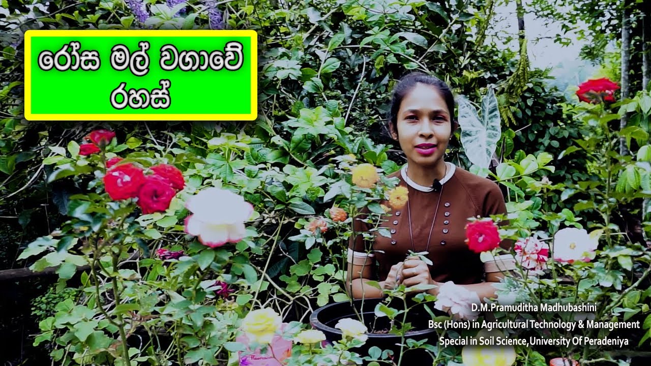 නිවැරදිව පෝච්චිවල රෝස වගා කරමු / Rose cultivation guide in sinhala 2021 / Rosa wagawa Sri Lanka