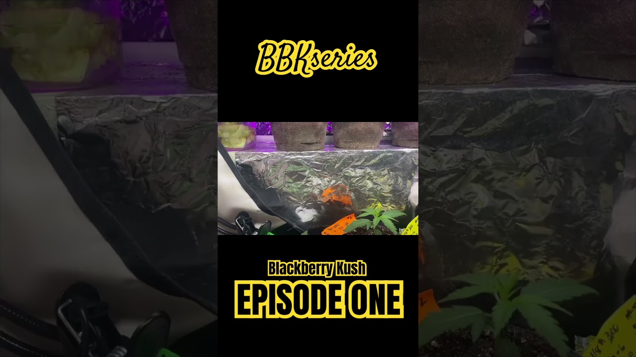 Seedling days. BBKseries introductory episode 🌱 #apartmentgardening