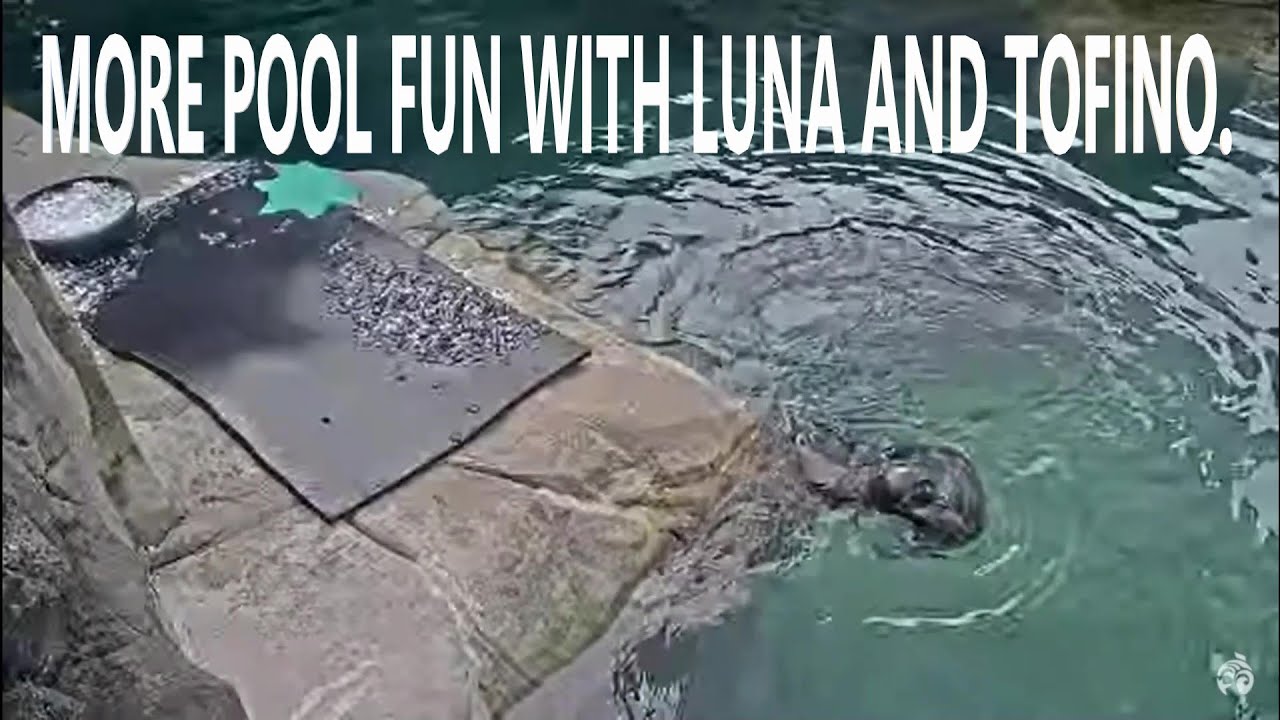 More pool fun with Luna and Tofino.