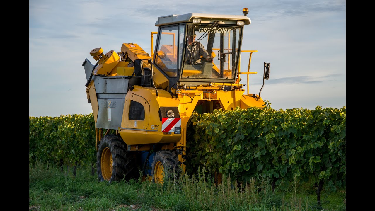 Vendanges 2015 en Charente | Grégoire G115