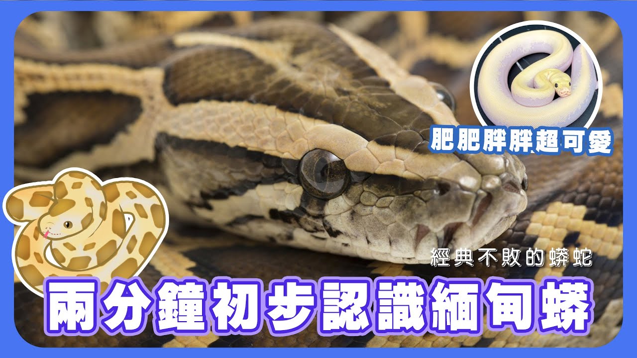 飼養前必看！經典不敗的緬甸蟒推坑寶典，超多花色任你挑！