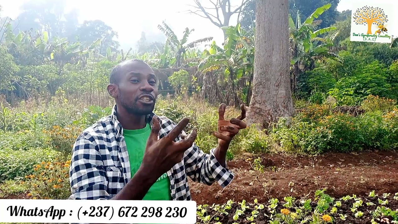 Tu dois absolument avoir cette plante (Nématicide, Insectifuge) dans ta plantation: Agriculture Bio