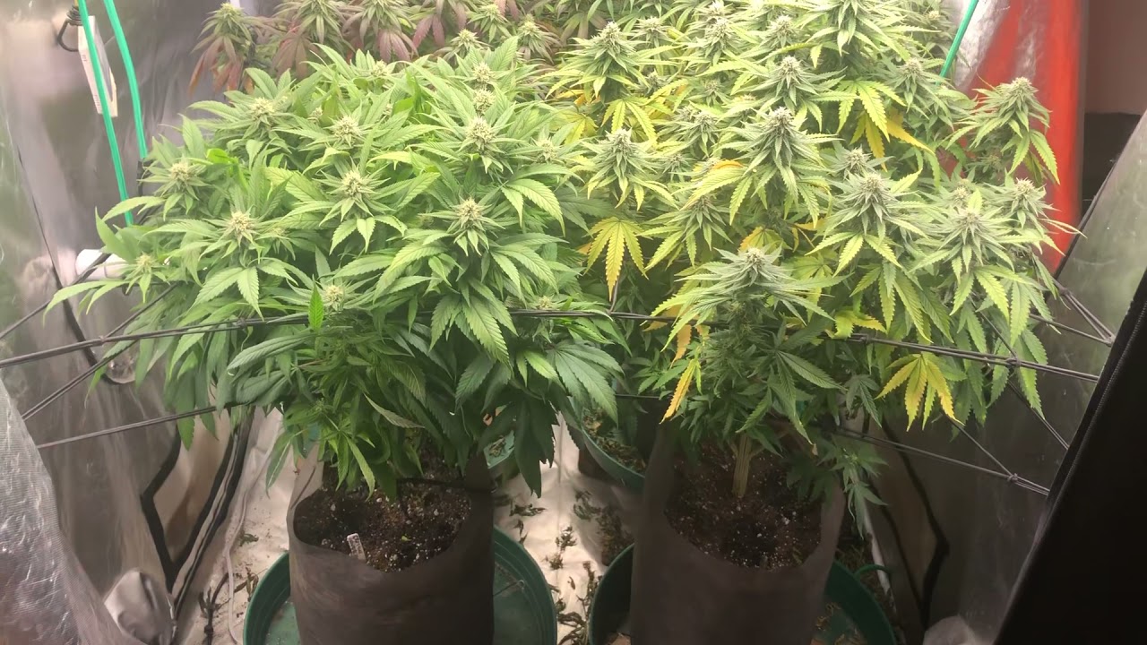 It&rsquo;s Cannabis Garden Looksy Time With Treez Wiz - go into week 5 - legal Oregon cannabis grow - 21+