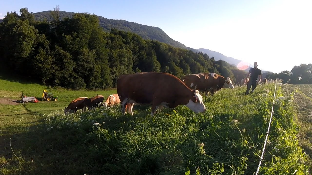 Farm Chores & 3rd Cut Grass Silage
