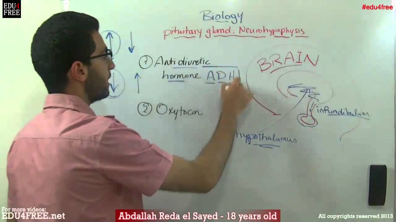 Neurohypophysis - Pituitary gland - Chapter 6 - Biology - - عبد الله رضا MD | Rocademia روكاديميا
