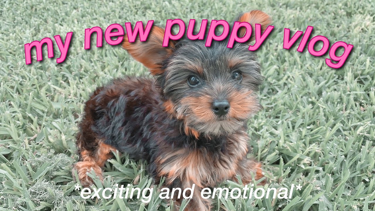 GETTING MY NEW YORKIE PUPPY! *puppy vlog*