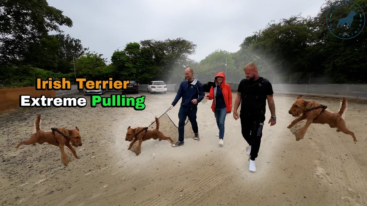 Irish Terrier Leash Reactive Lead Waling Pulling - Professional Dog Trainer