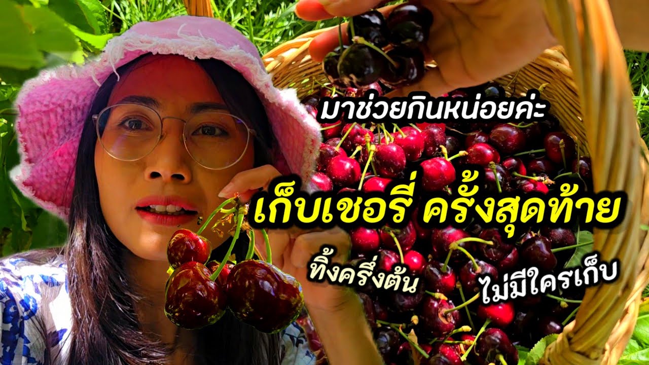 เก็บเชอรี่ครั้งสุดท้าย ทิ้งครึ่งต้น เยอะจนไม่มีใครเก็บกิน | เชฟลงครัวทำต้มมาม่าเอง