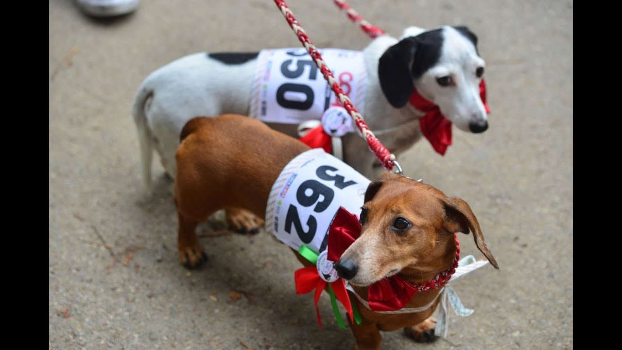 Ernia discale, cosa fare? - La Strabassotti, oltre 1000 iscritti - Amico cane