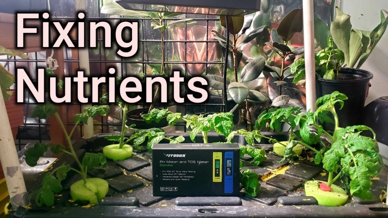 Troubleshooting DWC Water Issues With Indoor DWC Hydroponics