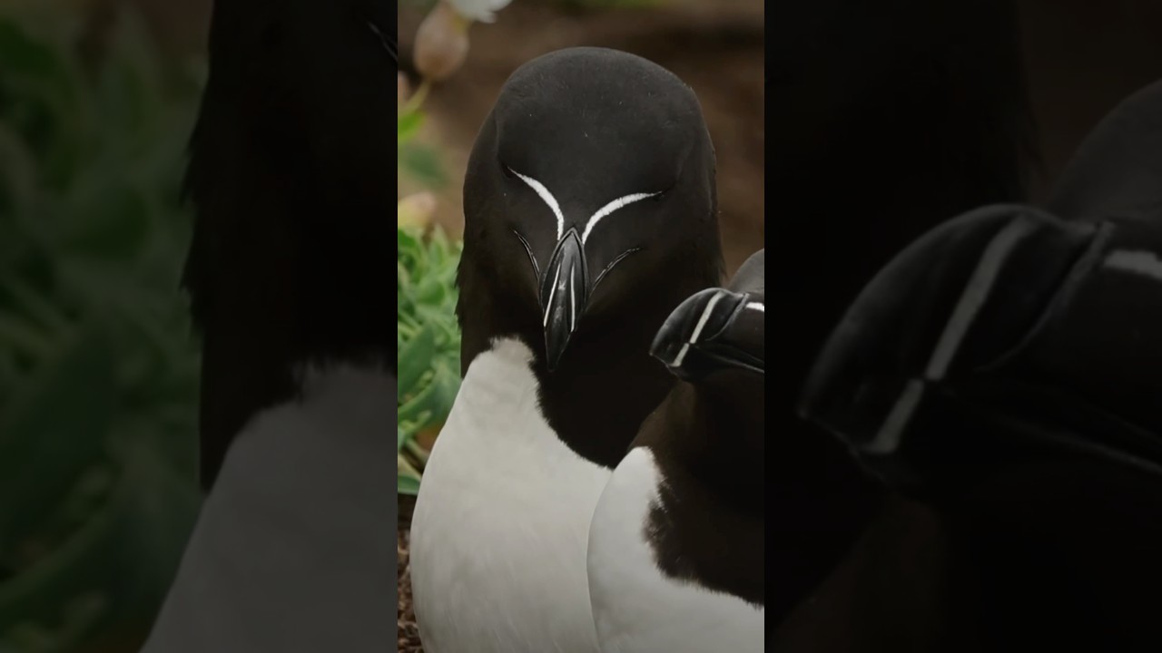 Razorbill Returns (Alca Torda) #wildlife #birds #youtubeshorts