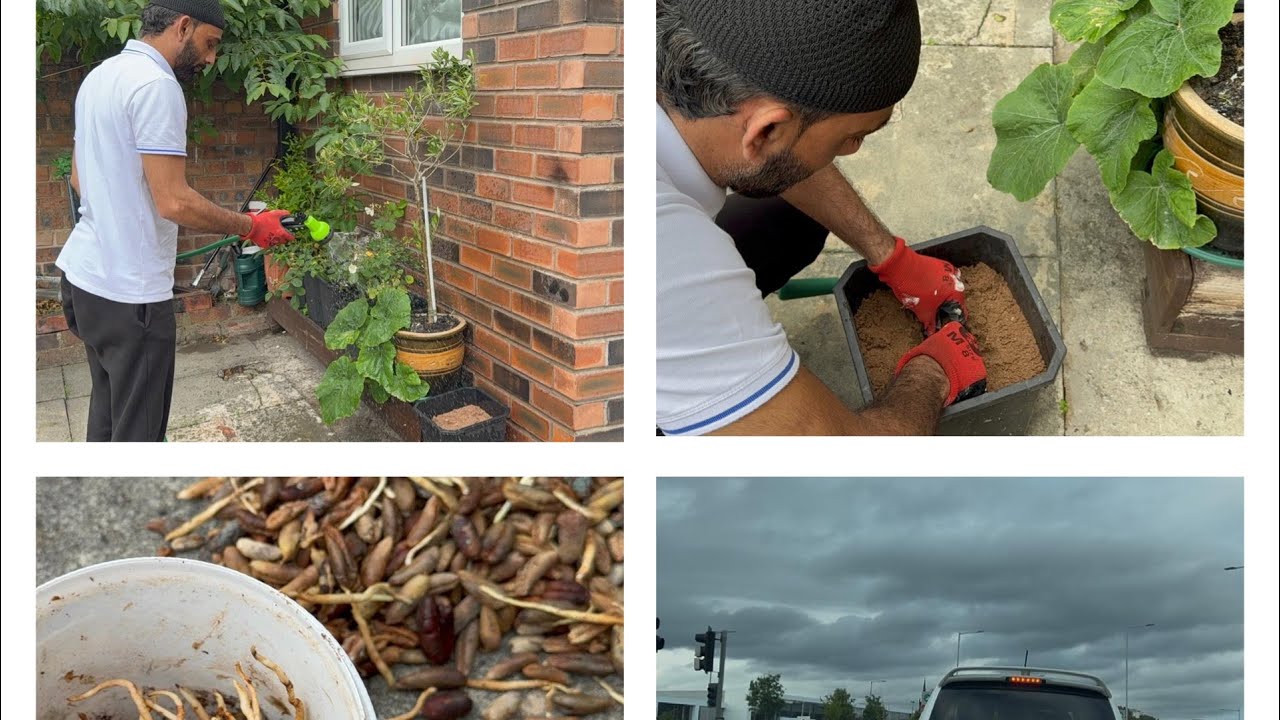 What did I plant in my Garden today? #kashmirifamily #ukvloggers #ukweather