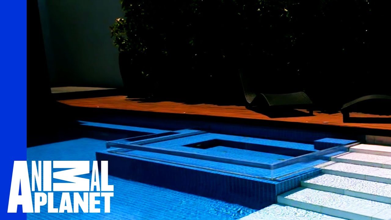 Go Down Under in This Australian Pool | The Pool Master