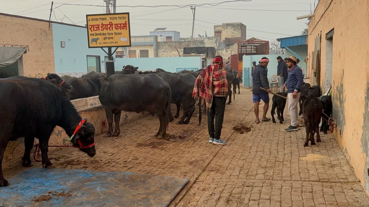 👍 16 भैंसों को लोडिंग कर रहे 2 गाड़ियों 🚒 में , MP ग्वालियर व कोलकाता के लिए 