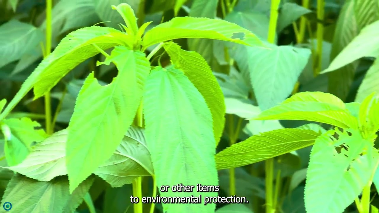 🌿 Jute Cultivation & Care | Complete Guide to Growing the ‘Golden Fibre’ 🌾