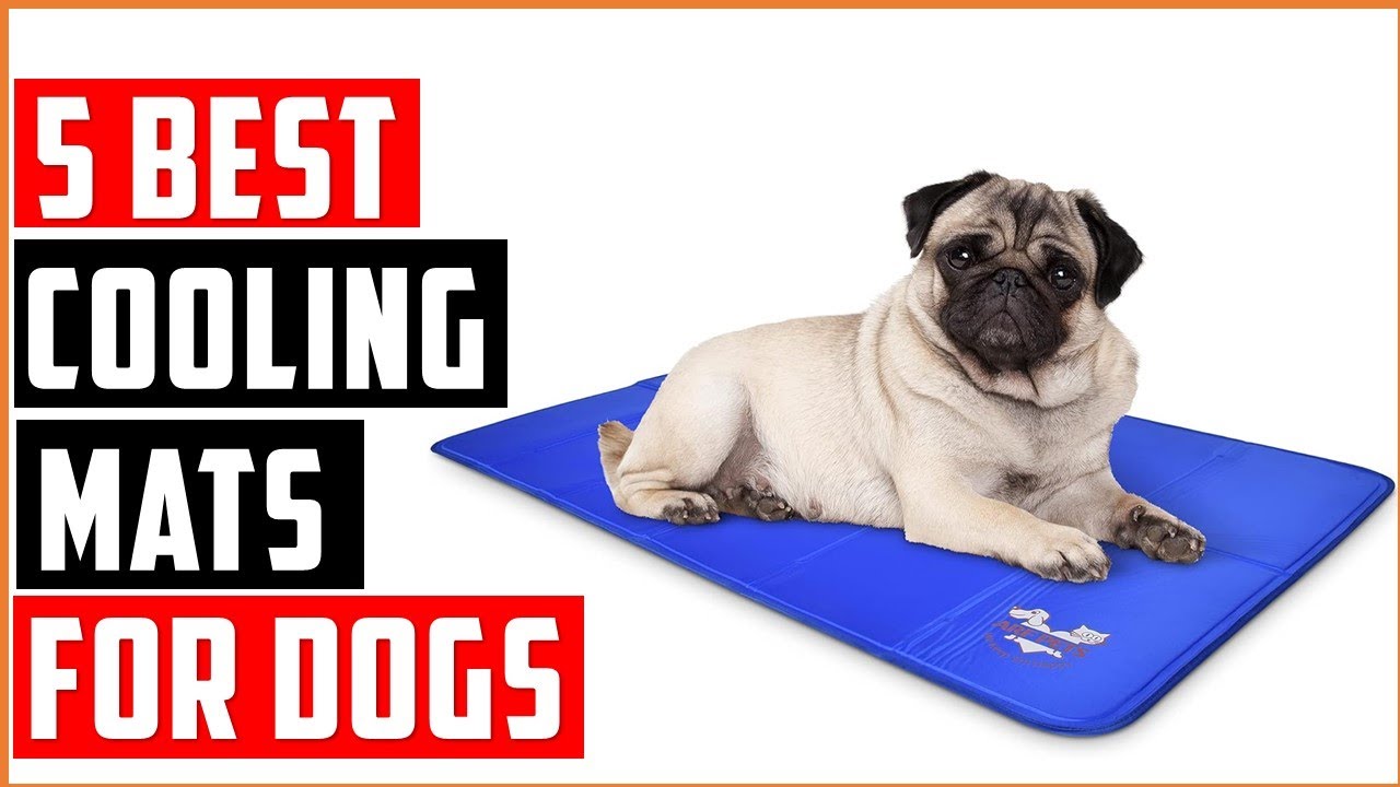 Best Cooling Mats for Dogs of 2025: Beat the Heat : Best Cooling Products for Dogs