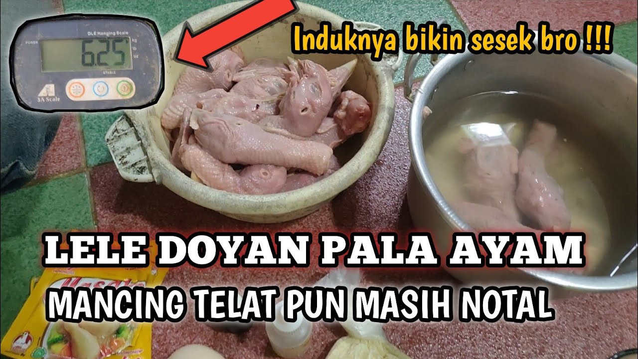 CARA MEMBUAT UMPAN PALA AYAM DAN TEST LANGSUNG