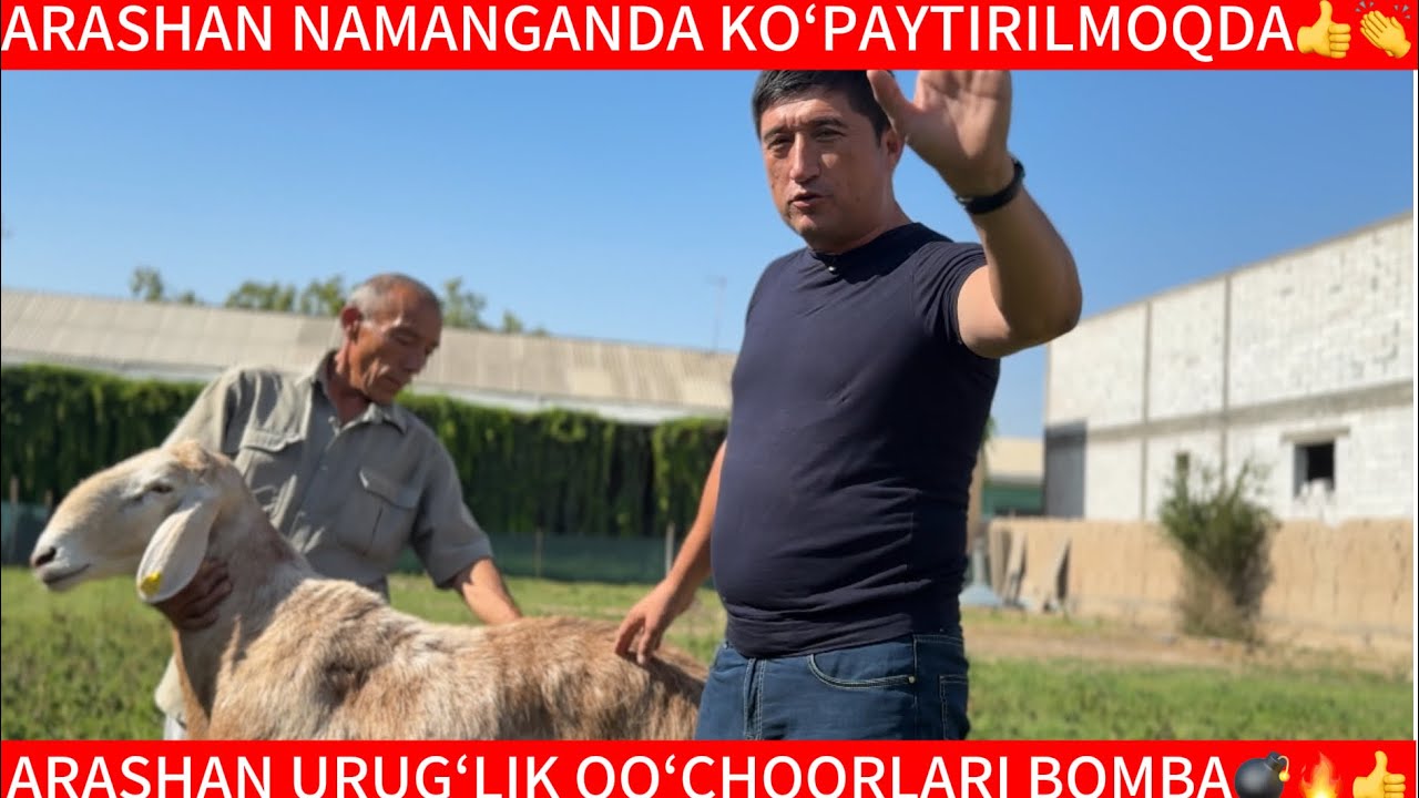 ARASHAN NAMANGANDA ABDUHALIL х/з☎️+998999732959 #арашанская_порода #uzbekistan #animals #rek 