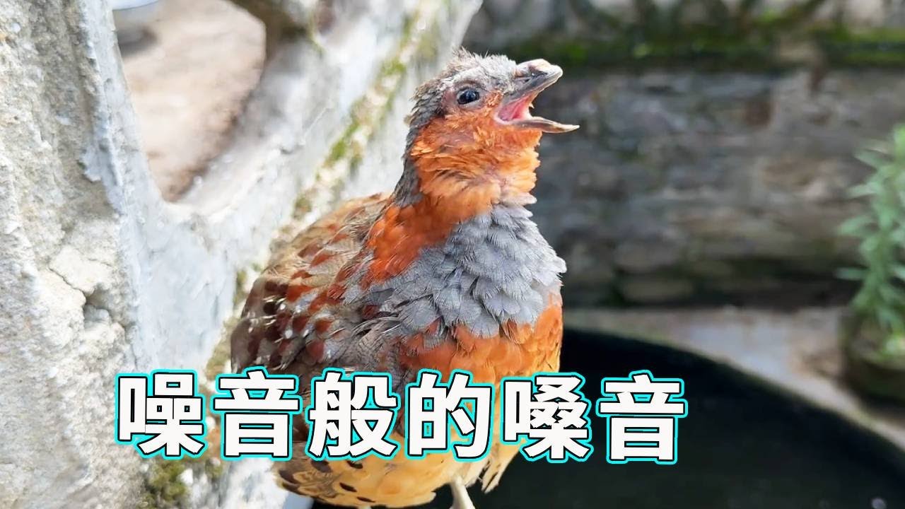 鸡哥战斗力名不虚传，即使受伤也不会影响它噪音般的嗓音，真的很想把它送走...【天下一场梦】