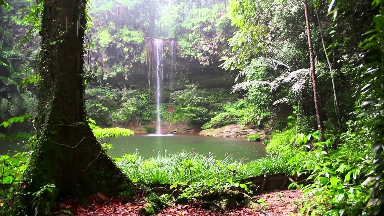 Naturaleza hermosa |Landscapes| bosque forestal