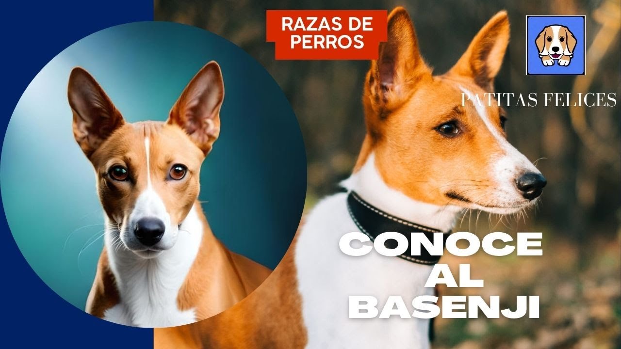 Conoce al Basenji: la raza sin ladridos