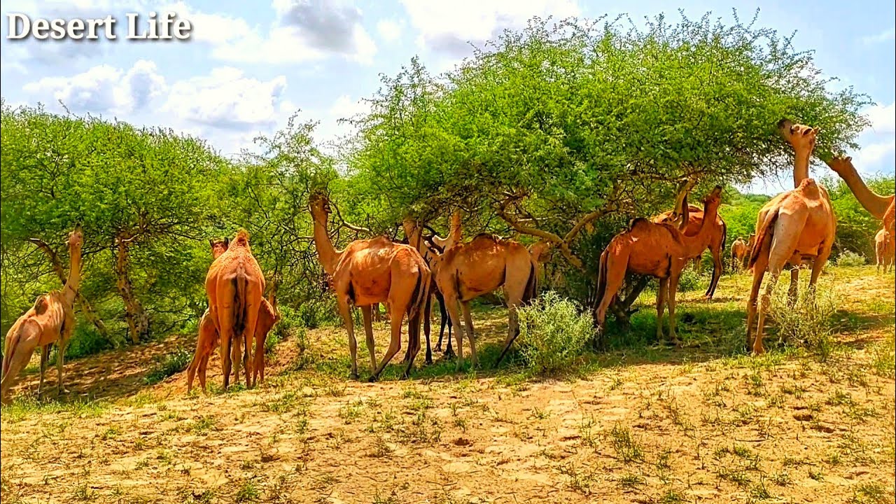 Camels Lunch Time || Camel Fodder || Hungry Camels ||