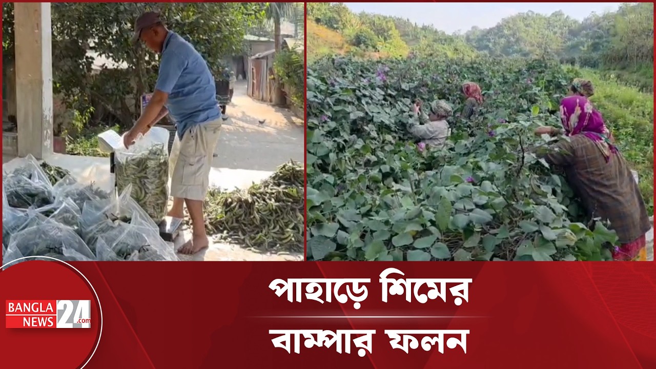 বান্দরবানে বাড়ছে বিভিন্ন জাতের শিমের আবাদ, ভালো ফলনে খুশি কৃষকরা | Bandarban News