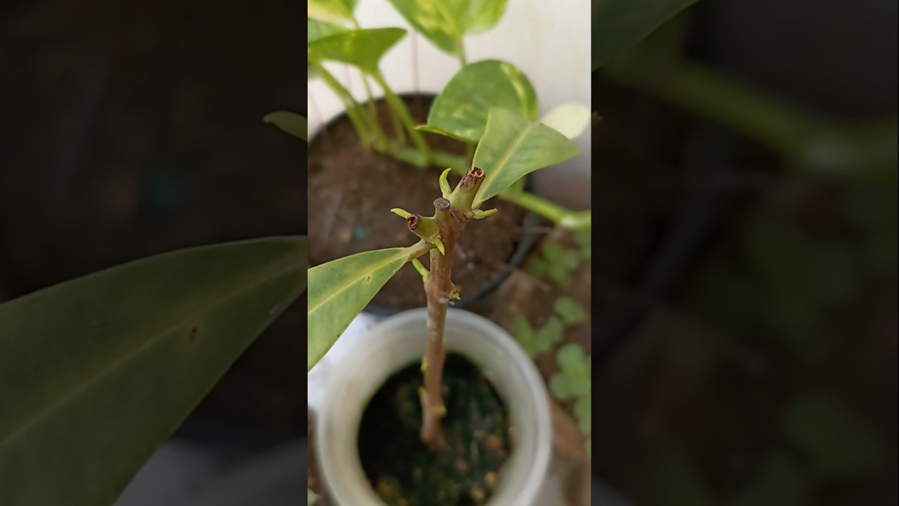 How to grow jamun tree from cutting.