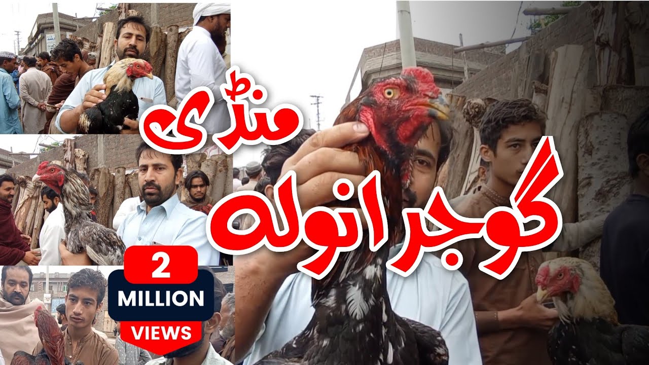 Gujranwala aseel murga Mandi