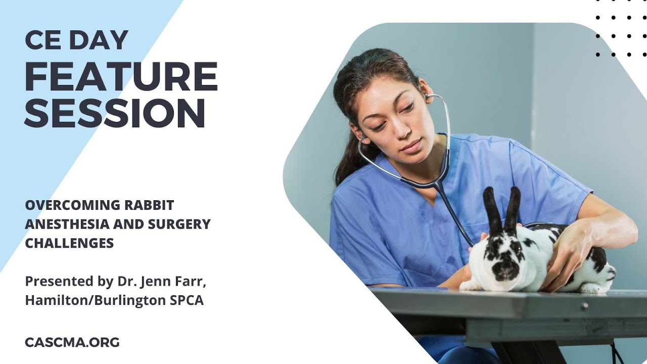 CE Day: Shelter Rabbit Spay and Neuter Anesthesia and Surgery