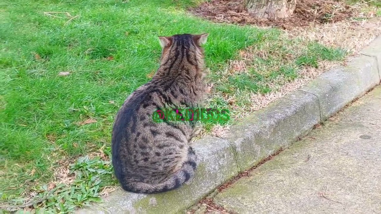 CATs MIX     ❤️  ❤️ ❤️