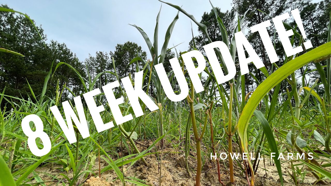 Pennington Dual Season summer food plot. 8 Week Update