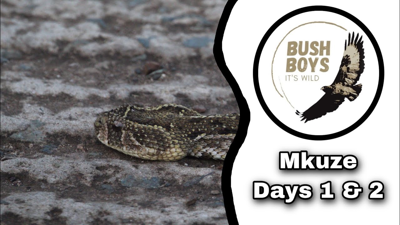 Snake almost eats bird!!!! (Mkuze Days 1 & 2)