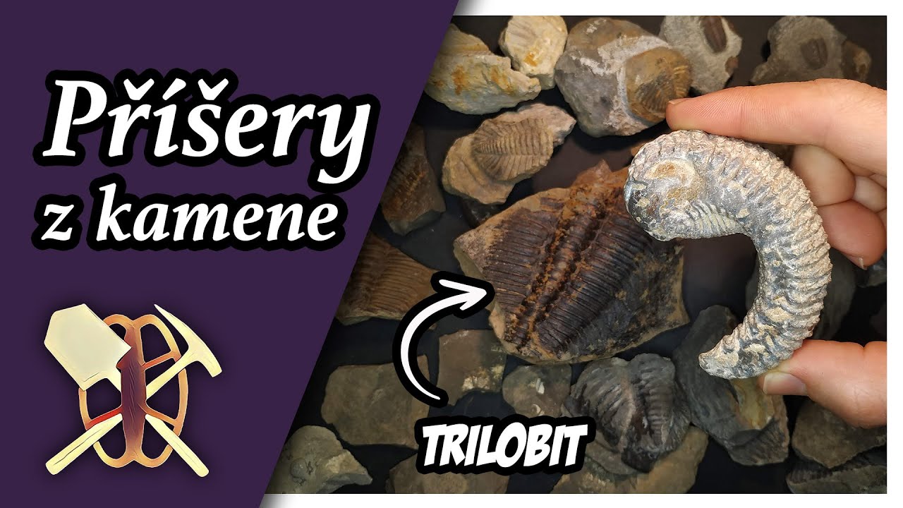 Moje sbírka zkamenělin a fosílií - trilobiti, hlavonožci a žraločí zuby