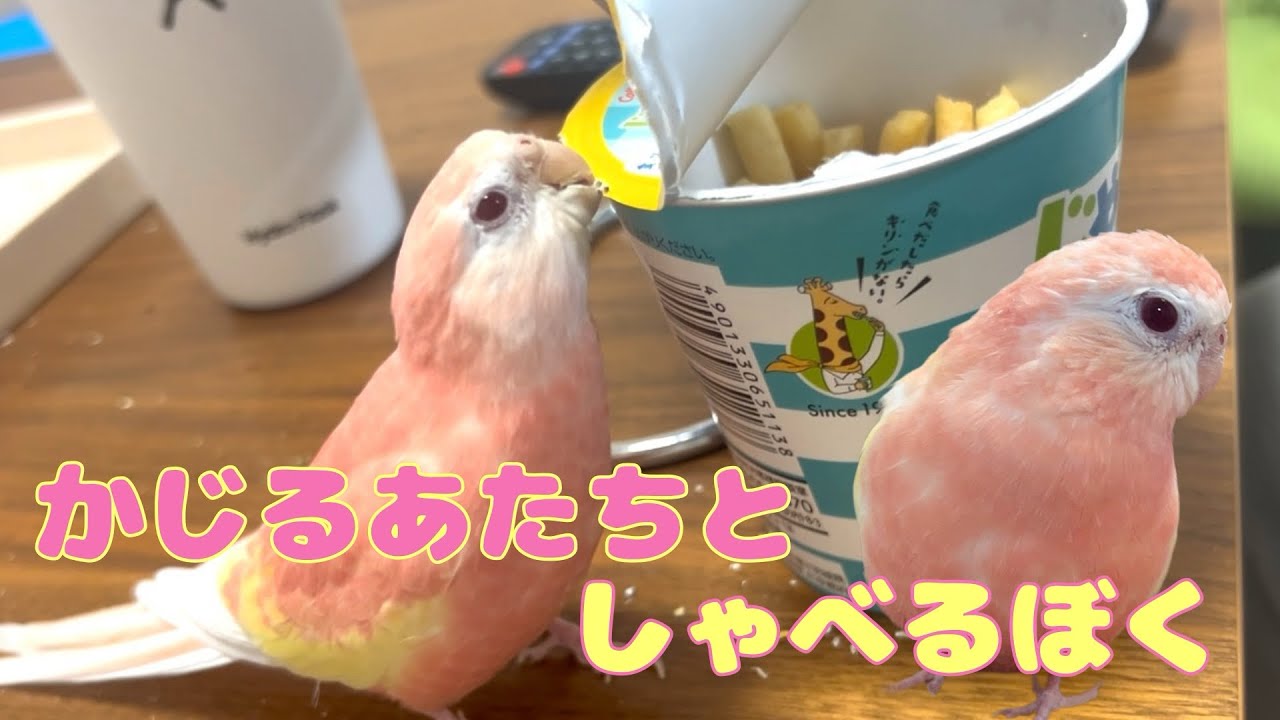 【アキクサインコ】かじるあたりとしゃべるぼく🐥🐥
