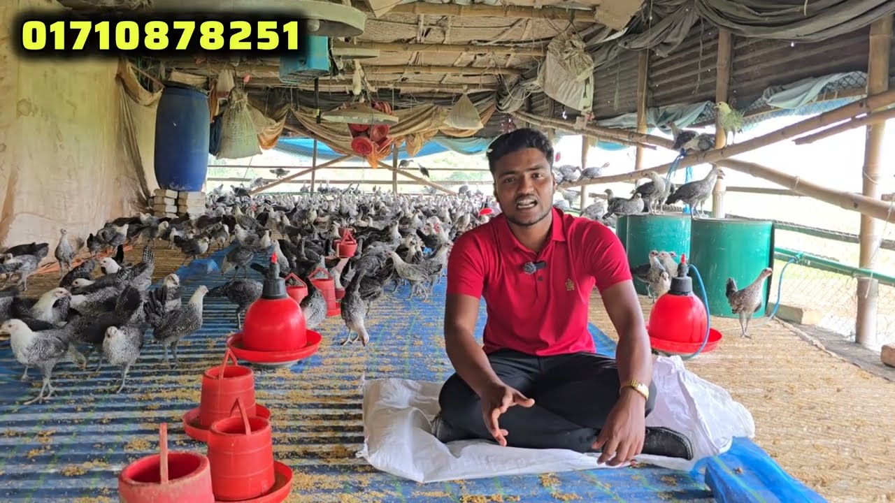 সকল বয়সী ভ্যাকসিন করা মিশরীয় ফাওমি মুরগির দামে বিশেষ ছাড়!#মিশরীয়ফাউমি #faumi 