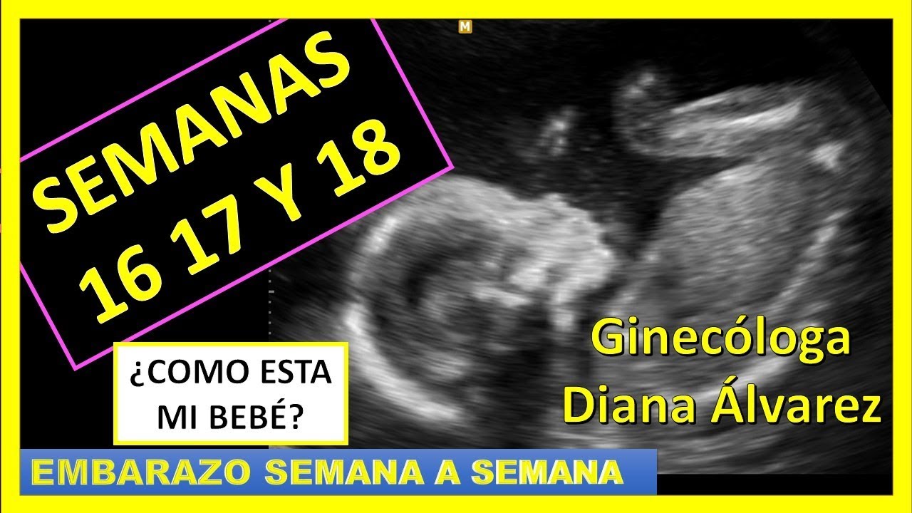 EMBARAZO SEMANA A SEMANA, SEMANA 16 A 18, POR GINECOLOGA DIANA ALVAREZ