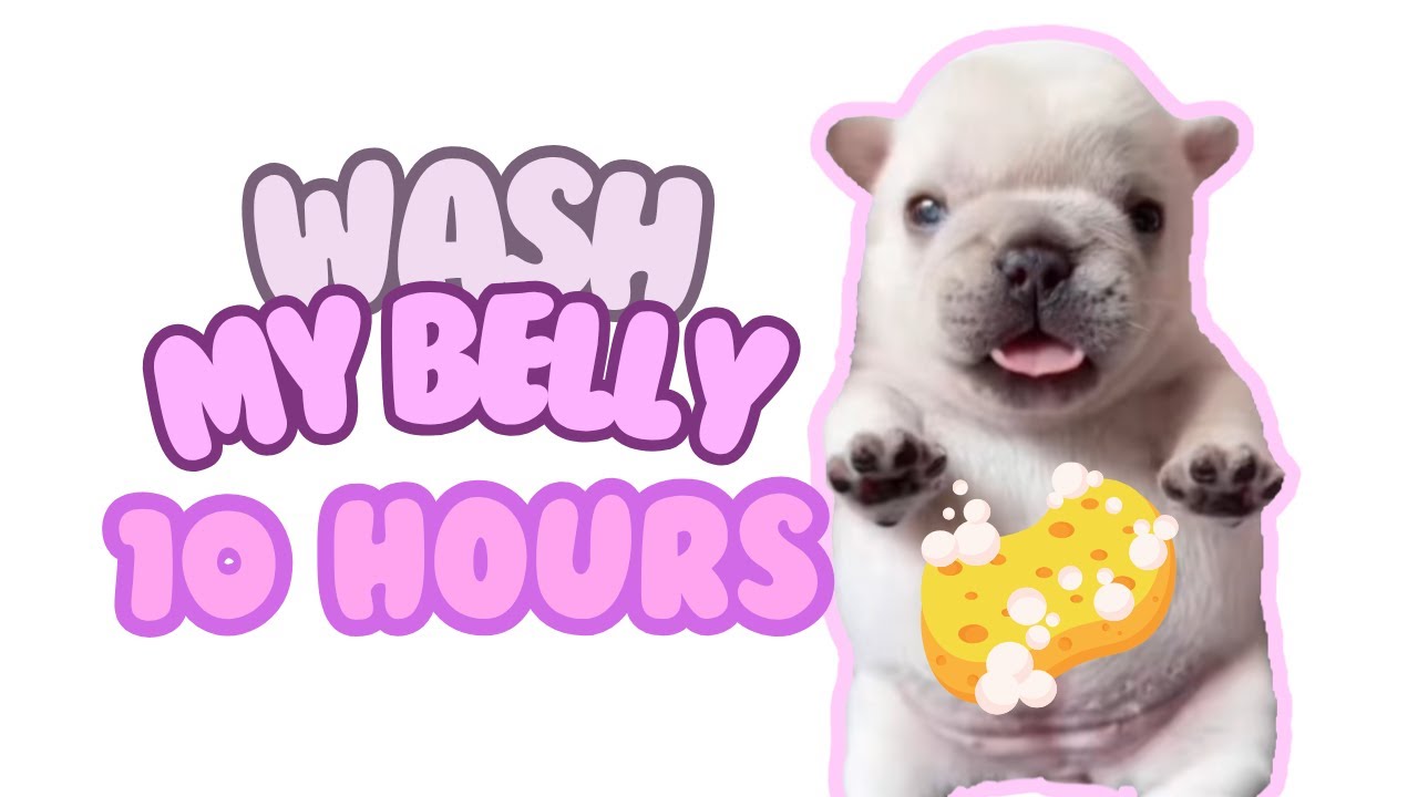 Pibble Wash My Belly 10 Hours
