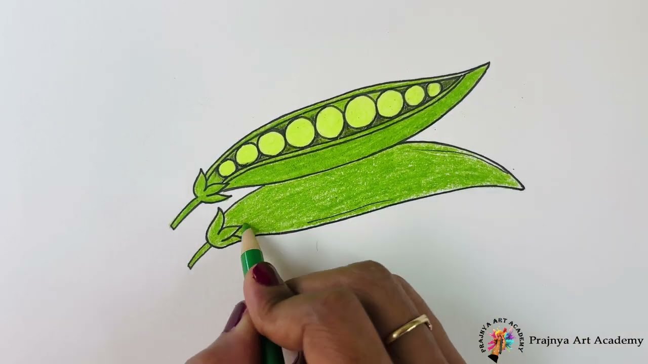 HOW TO DRAW GREEN PEAS STEP BY STEP || SIMPLE AND EASY ART FOR KIDS || DRAW AND COLOUR 