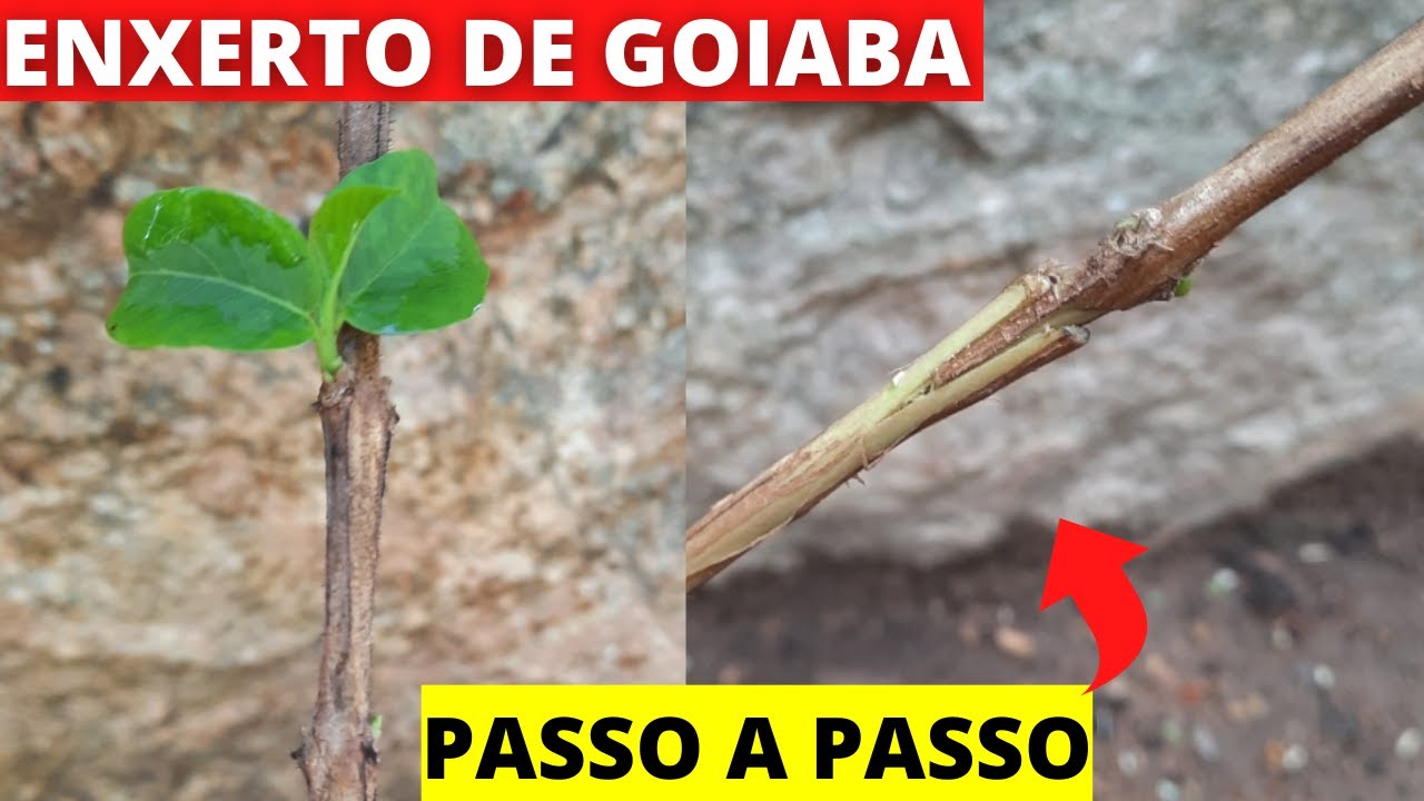 COMO FAZER ENXERTO DE GOIABA