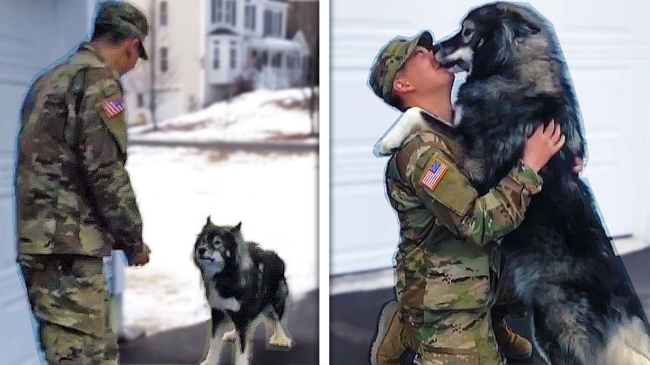 Dogs Reunited With Owners Compilation - Dogs Reaction to Meeting Their Owner After Long Time!