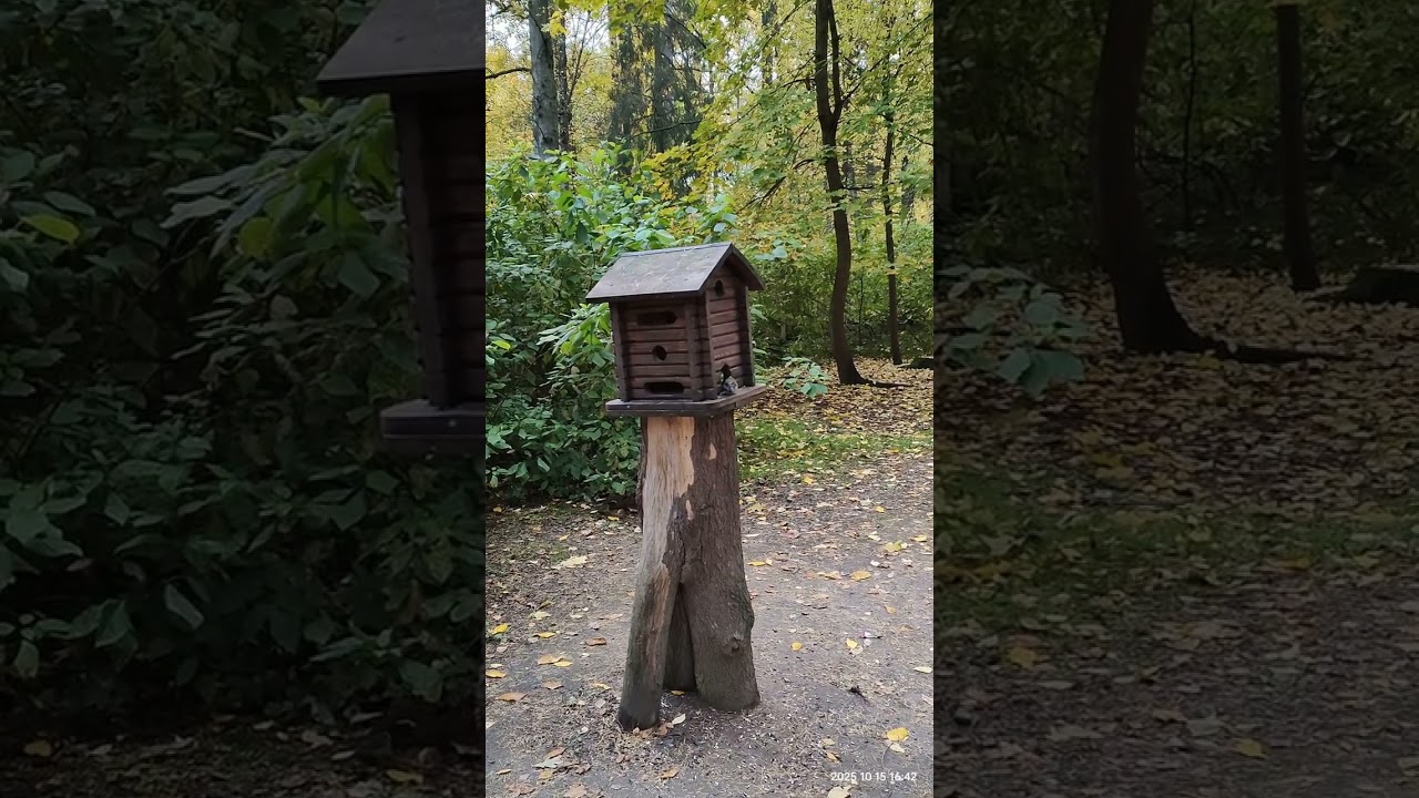 Птицы Петербурга 