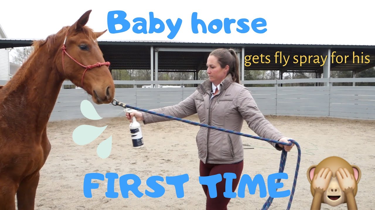 How to teach your horse to stand still for fly spray