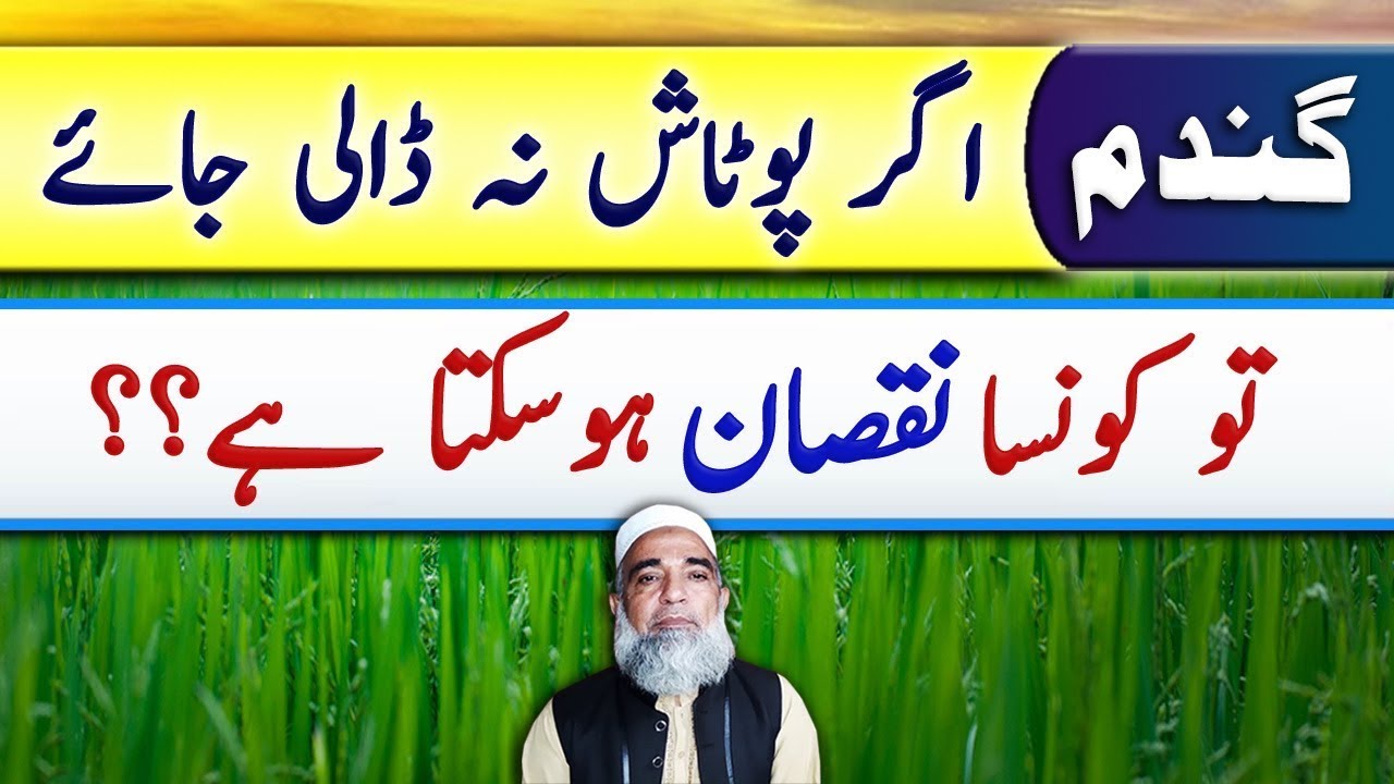 Importance of Potash for wheat crop || Crop Reformer