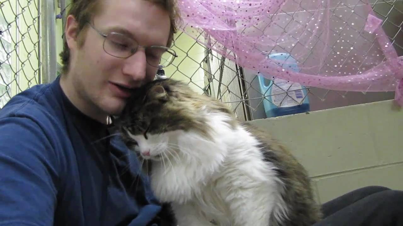 Scooter the Maine Coon Lap Cat - R.I.P.